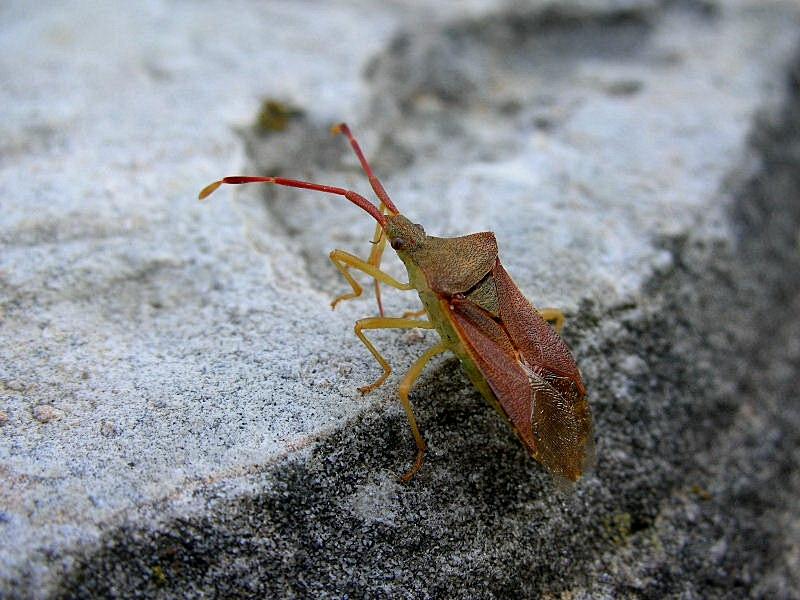 Coreidae: Gonocerus acuteangulatus